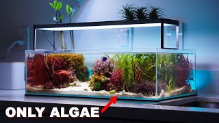 REEF TANK TOURS  quotmacroalgae aquariumquot  PRIVATE SHOWROOM  3 x Nano saltwater tanks [upl. by Kuster]