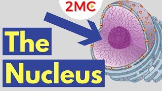 What is the Nucleus  Nucleus Structure and Function [upl. by Zosema]