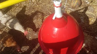 Comment brancher un abreuvoir automatique pour poules et volailles [upl. by Raynah902]