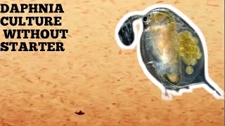 HOW TO CULTURE DAPHNIA NATURALLY WITHOUT A STARTER [upl. by Taddeusz43]