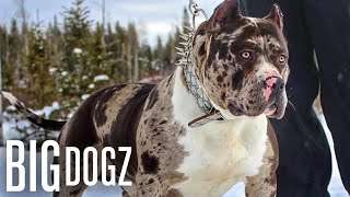 Meet Aftermath The 130lb Superstar Merle Bully  BIG DOGZ [upl. by Hephzibah]