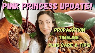 Philodendron Pink Princess Propagation Update tips  care [upl. by Eusassilem421]