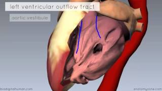 Heart Anatomy  Left Ventricle  3D Anatomy Tutorial [upl. by Hanleigh355]