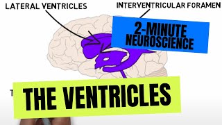 2Minute Neuroscience The Ventricles [upl. by Janette284]