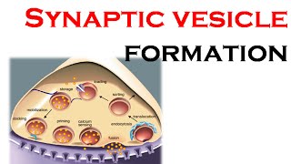 Synaptic vesicle formation [upl. by Manbahs]