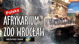 Niezwykly Swiat  Polska  Zoo Wrocław  Afrykarium [upl. by Popele318]