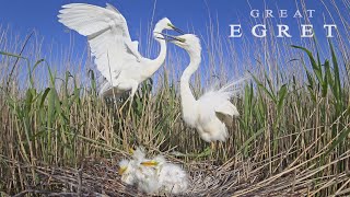 Great Egret Birds during breeding season [upl. by Meunier795]