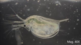 Daphnia magna under the Microscope [upl. by Marba]