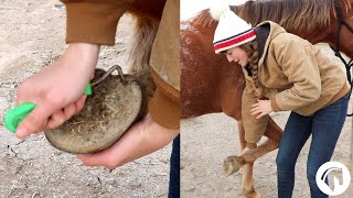 How To Clean A Horses Hooves The Easy Way [upl. by Haisi]