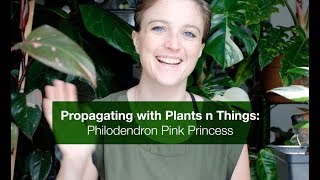 Propagating with Plants n Things Philodendron quotPink Princessquot [upl. by Nivart]