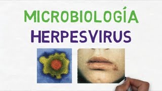 Microbiología Herpesvirus Generalidades [upl. by Llamaj]