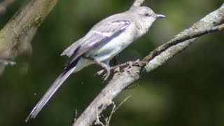 Mockingbird sounds mimicking amp singing song [upl. by Analos]