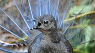 Lyrebird Mimicking Chainsaws Cameras Cars and Even People [upl. by Aretak]