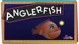 All About Anglerfish [upl. by Gorey]