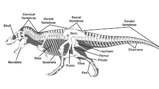 A Guide to Paleontological Terms [upl. by Retloc802]