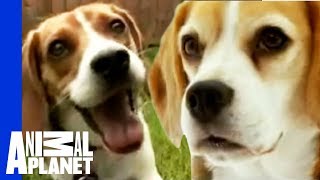 The Beloved Hound The Beagle  Dogs 101 [upl. by Aneris640]