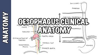 The Oesophagus Esophagus  Clinical Anatomy [upl. by Buck]