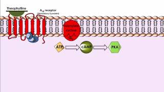 Theophylline  Mechanism of Action [upl. by Lacefield]