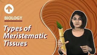 Types of Meristematic Tissues  Structural Organisation In Plants  Biology  Class 9 [upl. by Romelda]