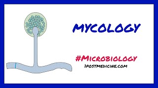 Introduction to Mycology  Microbiology [upl. by Eskill]