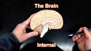 The Brain  Internal View [upl. by Nikolaos538]