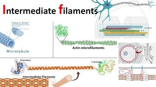 Intermediate filaments structure classification and function [upl. by Herbst]