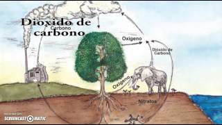 El ciclo del oxígeno [upl. by Clarissa307]