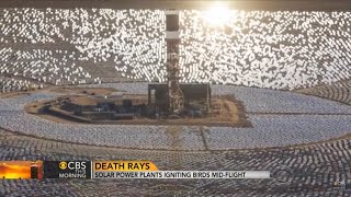 California Solar Plant Sets Birds on Fire Midair [upl. by Aserehtairam]