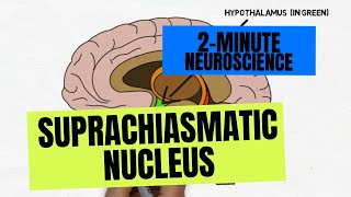 2Minute Neuroscience Suprachiasmatic Nucleus [upl. by Elayne]