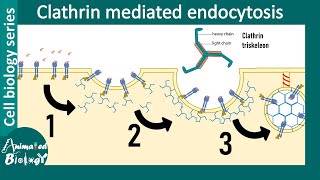 Clathrin mediated endocytosis overview [upl. by Hterrag]