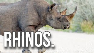 Rhinos [upl. by Orpha]