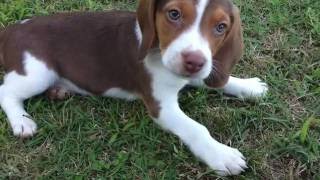 Rabbit Beagles 4 Sale [upl. by Neb]