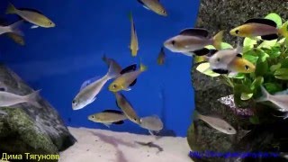 Cyprichromis leptosoma jumbo yellow head Dances [upl. by Heindrick]