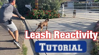 Watch a leash reactivity sessionno treats or shocks [upl. by Uranie705]