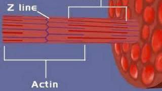 Muscular System Sliding Filament Theory 1 [upl. by Notslar]