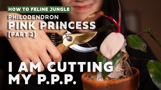 I Cut My Pink Princess Philodendron Part 2  Propagation l Plant Care Tips 2020 [upl. by Pronty]