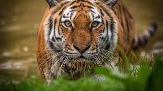 Siberian Tigers  Big Cats Wild Dcumentary HD 1080p [upl. by Erreip732]