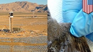 Worlds largest solar plant burning birds in Mojave Desert [upl. by Onitsuaf720]