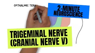 2Minute Neuroscience Trigeminal Nerve Cranial Nerve V [upl. by Rothschild]