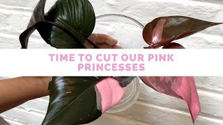 Cutting Up Our Philodendron Pink Princess Plant 👸💗 [upl. by Clementi]