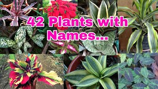 PLANTS AND NAMES [upl. by Enerahs]