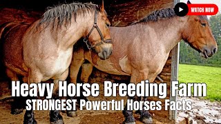 Heavy Horse Breeding Farm  STRONGEST Powerful Horses Facts [upl. by Atsiuqal]