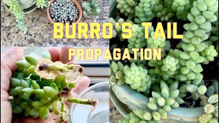 Easy way on How to Propagate Burro’s Tail  Sedum Burrito Propagation [upl. by Martica]