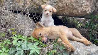 The cry for help of two dogs abandoned by their cruel owner on the side of the road and I saved them [upl. by Annazus182]