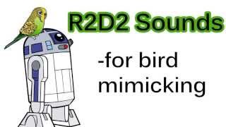 R2D2 Sounds for bird mimicking [upl. by Ardnuek307]