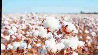 History of cotton [upl. by Repsag]