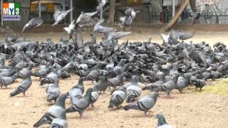 DOVE  PAVURALU  Pigeons  4K VIDEO  ULTRA HD VIDEO [upl. by Ennaeus370]