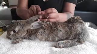 Rabbit Taxidermy Process [upl. by Mcclish]