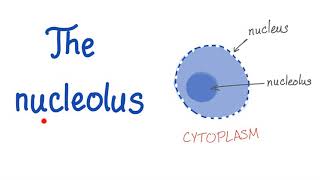 The Nucleolus the small nucleus [upl. by Berstine]