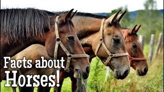 Horse Facts for Kids [upl. by Ecirum]